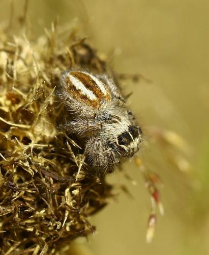 Philaeus chrysops